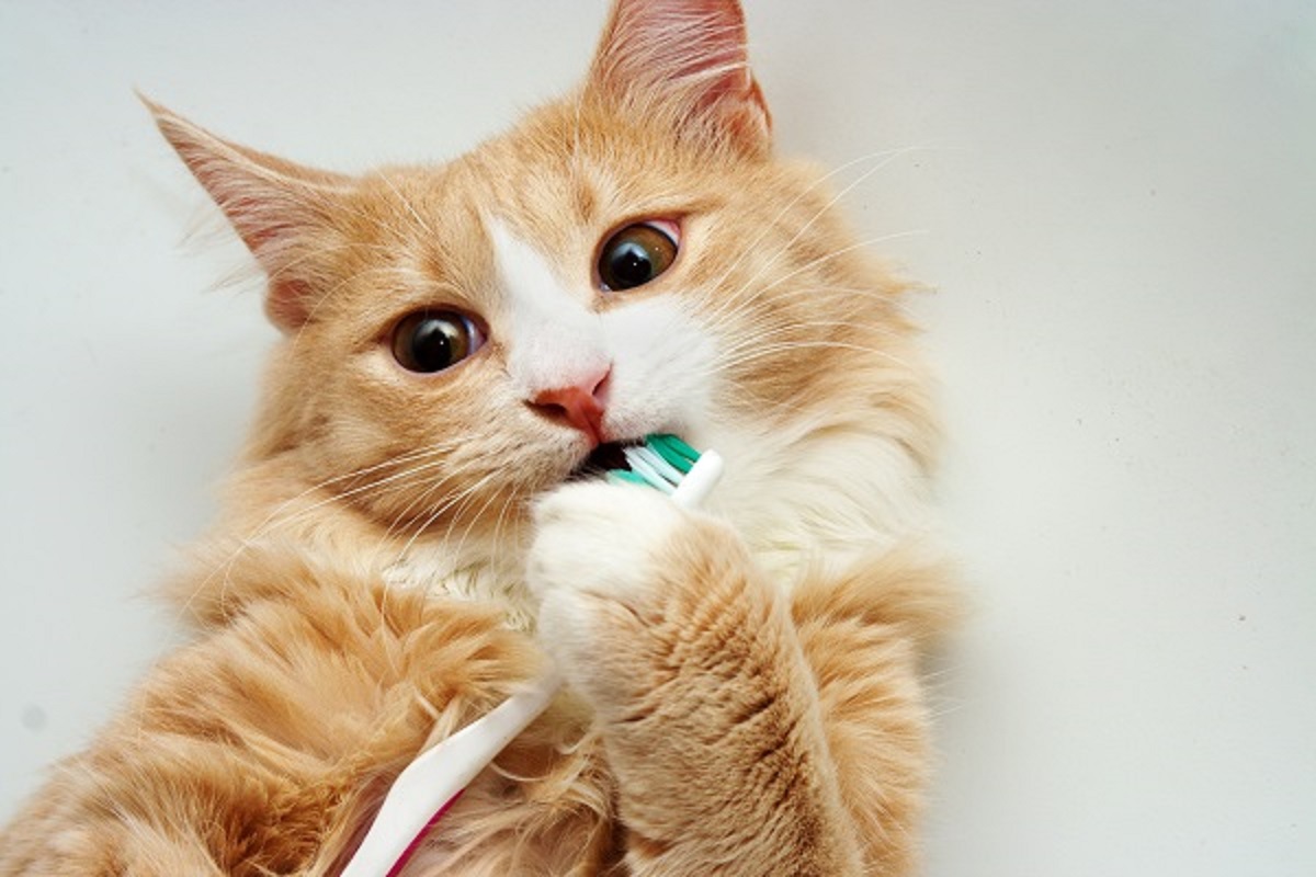 Porque você deve escovar os dentes do seu gato?