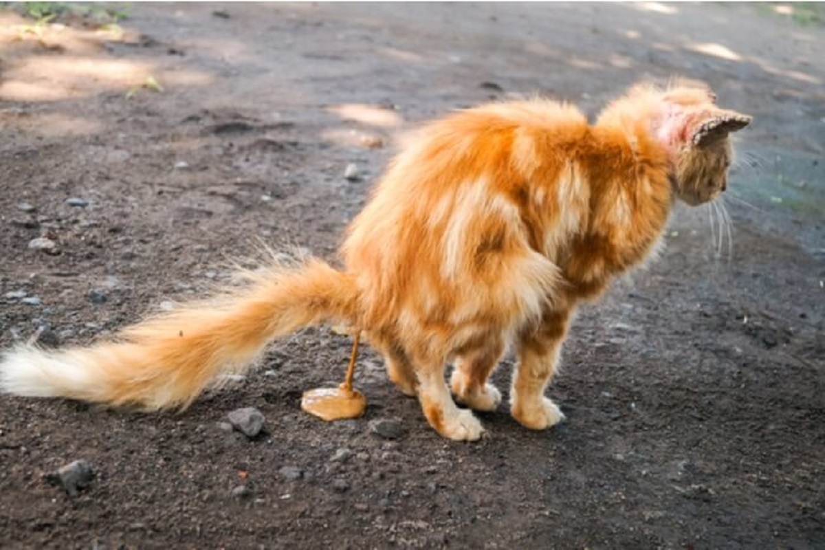 Gato fazendo cocô mole com giárdia em gatos