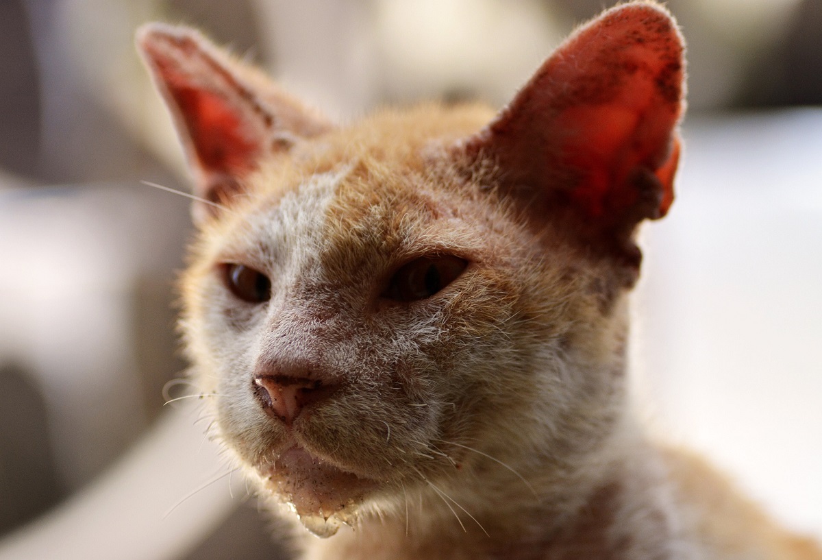 Giárdia em gatos